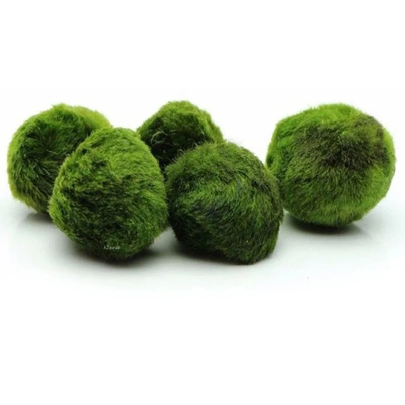 1 szt. Kulki mchu 3-4 cm Żywe  – Planted Aquarium Maintenance recenzja i cena
