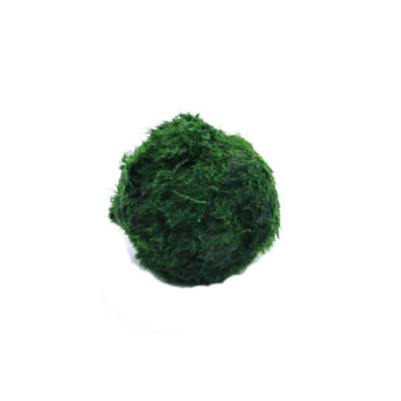 Kulki Marimo, żywąca roślinnoś – Planted Aquarium Maintenance recenzja i cena