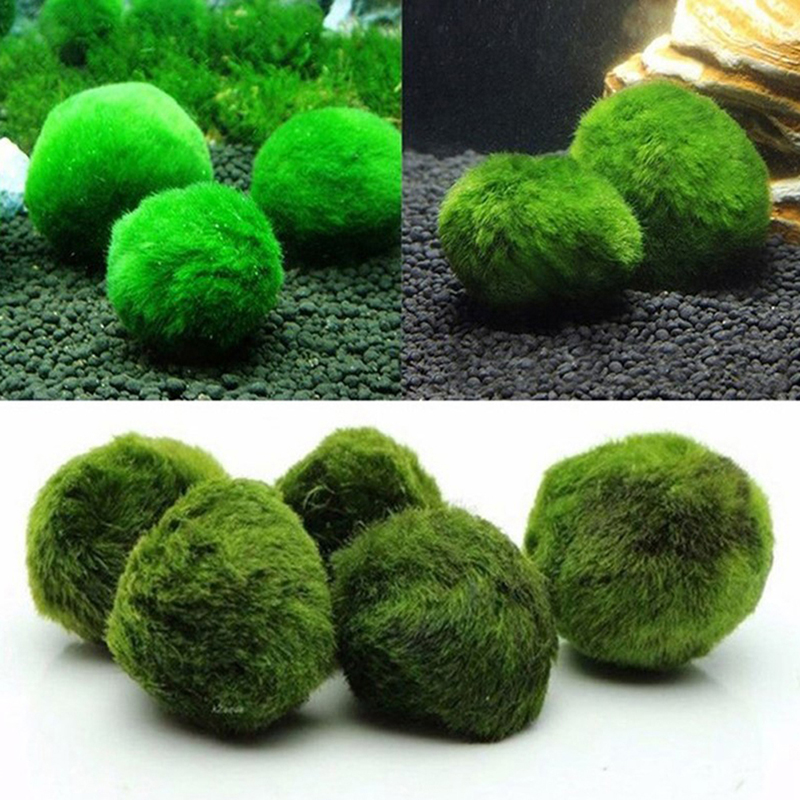 Kulki Marimo, żywąca roślinnoś – Planted Aquarium Maintenance recenzja i cena